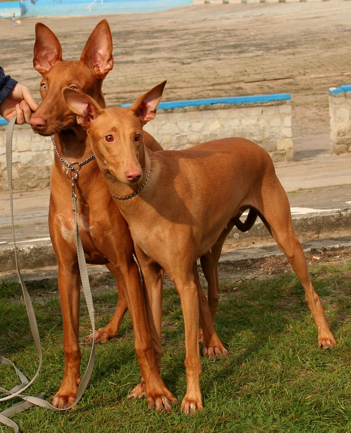 Egyptian store looking dog