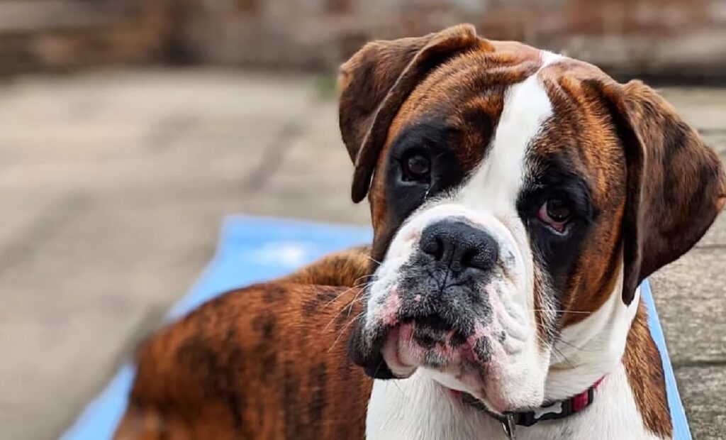 American boxer deals dog