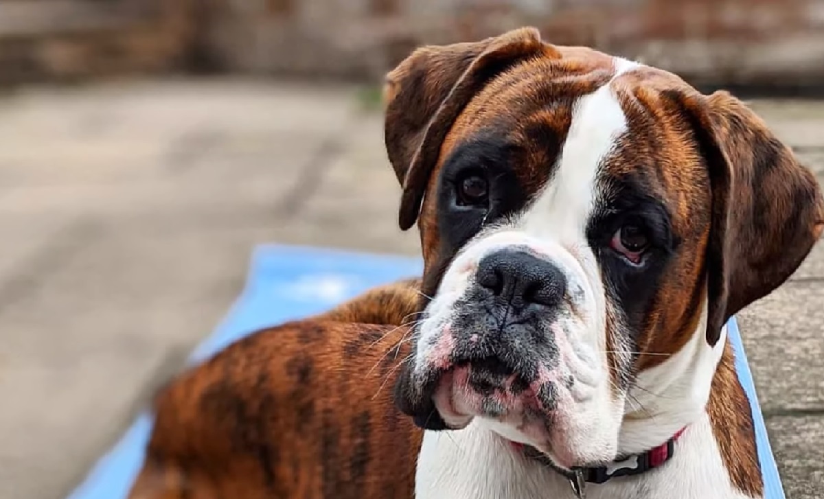 8 Types Of Boxer Dogs Exploring Breed Varieties WAF