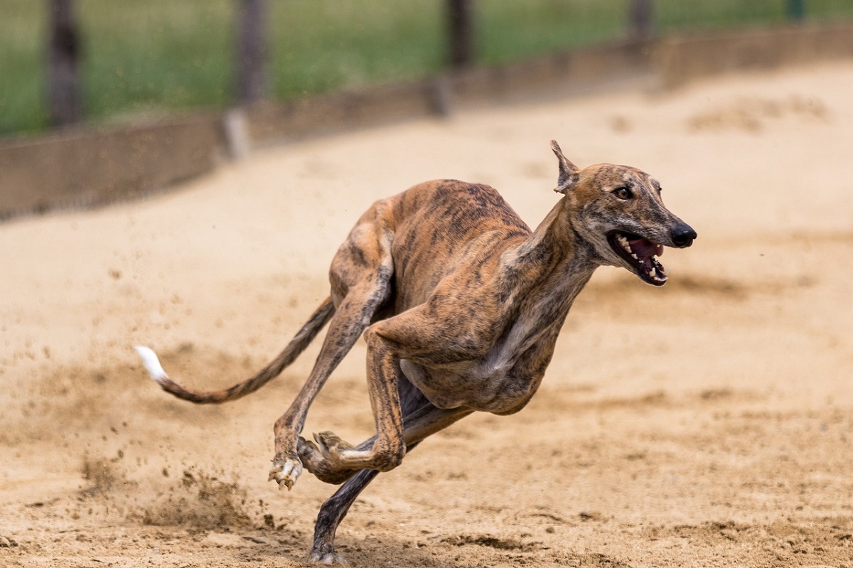 Top 14 Fastest Dog Breeds Blink And You'll Miss Them!!