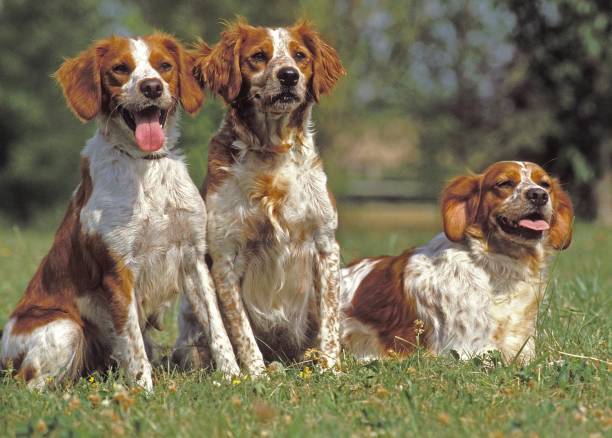 french dogs