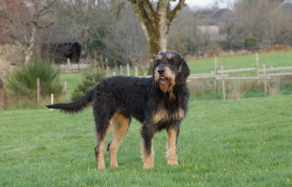 french hunting dog breeds