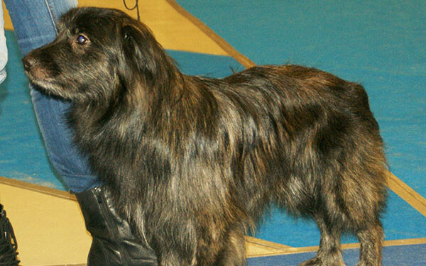 french shepherd dogs