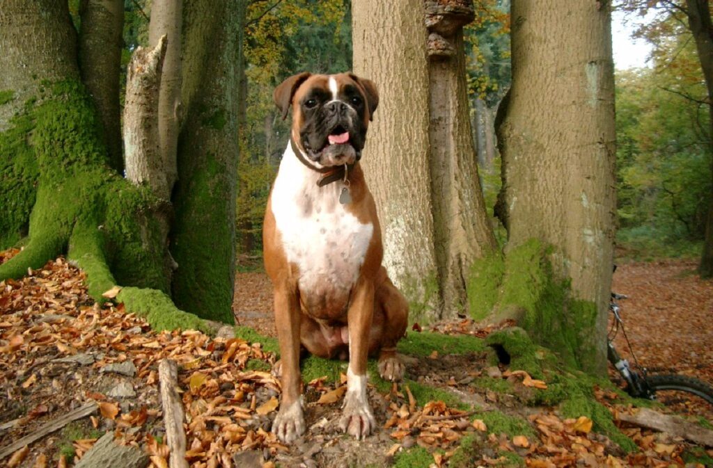 german boxer dog
