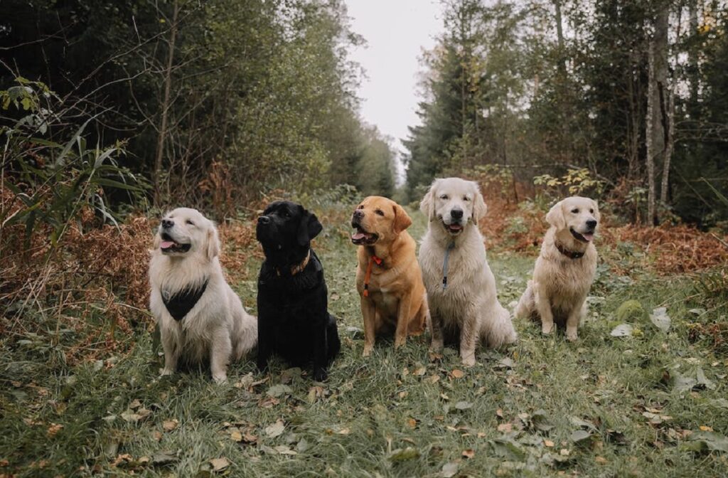 Golden retriever hot sale coat types