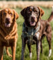 hunting dog breeds