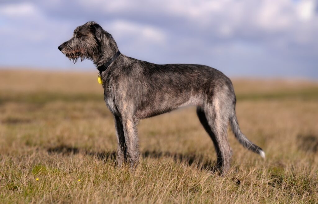 irish wolfhound1