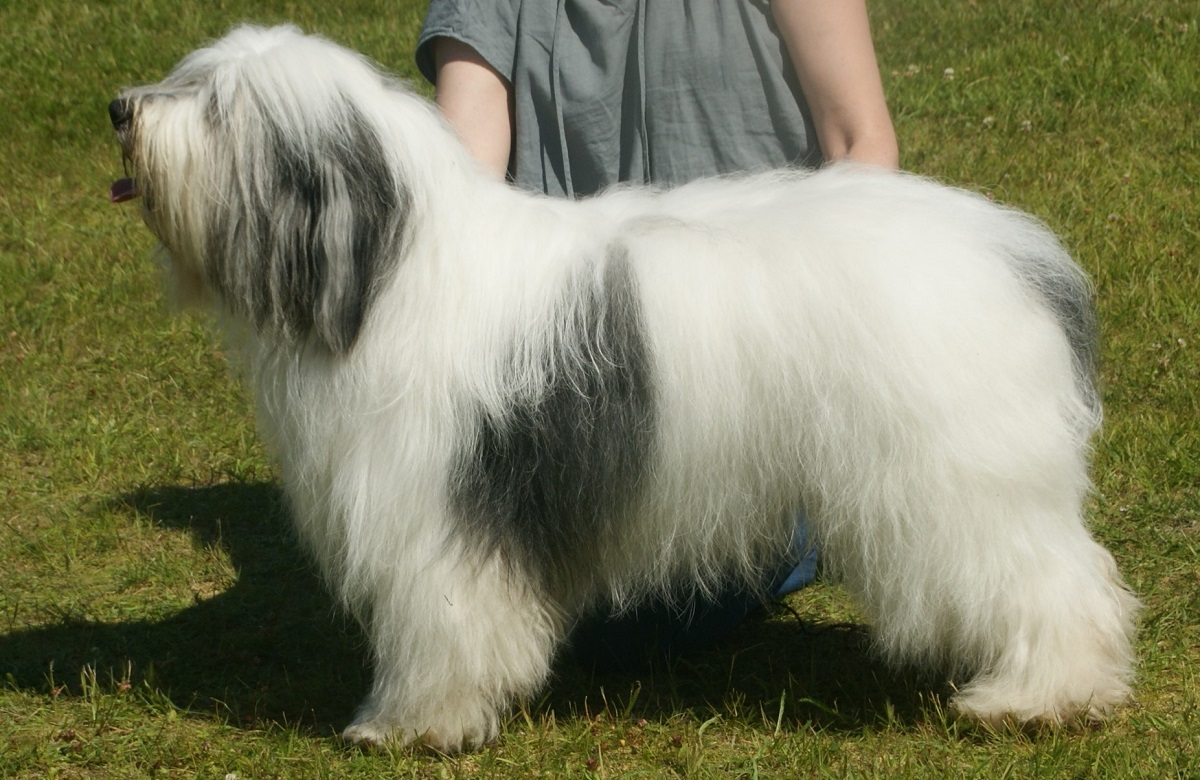 25 Herding Dog Breeds That Love To Work And Play