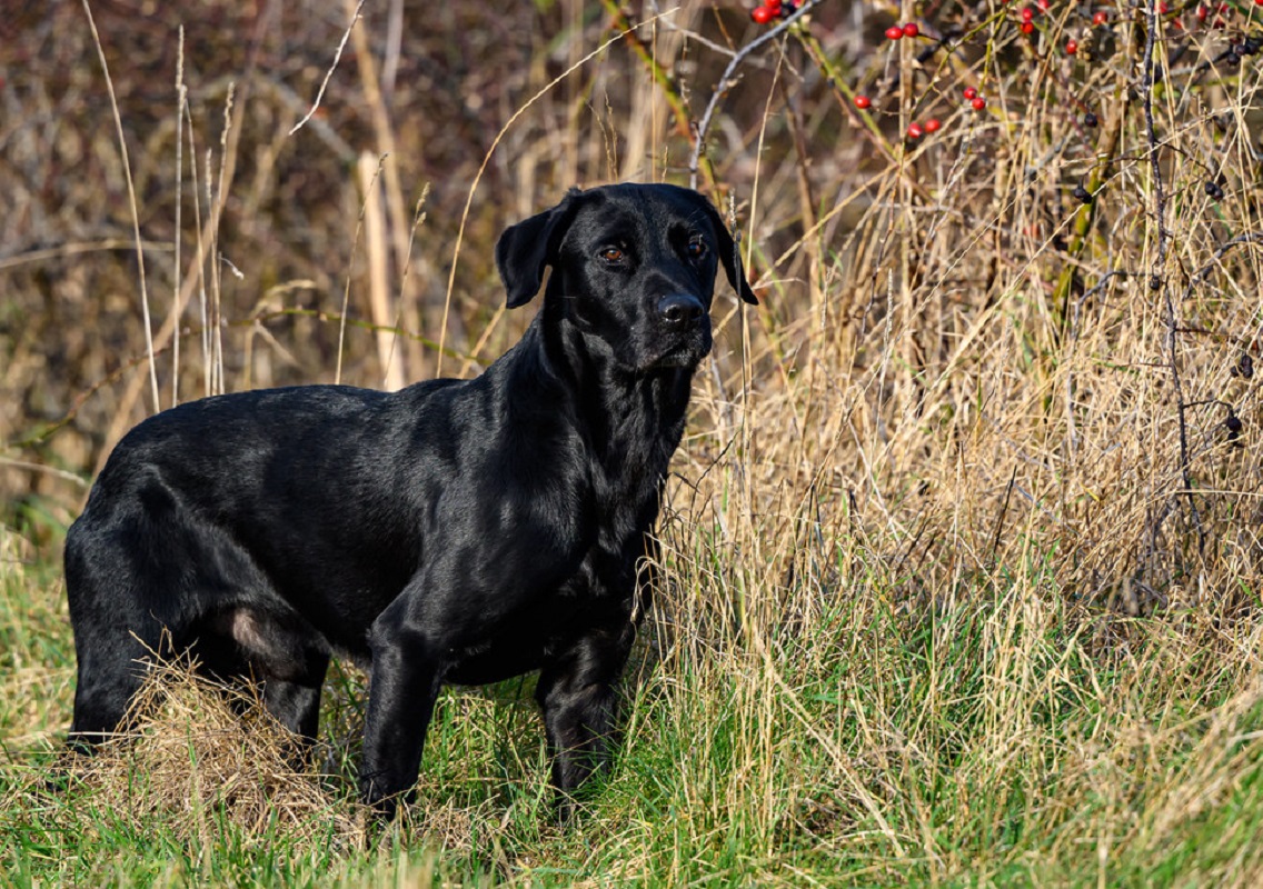 Hunting Dog Breeds 19 Best Dogs For Hunting