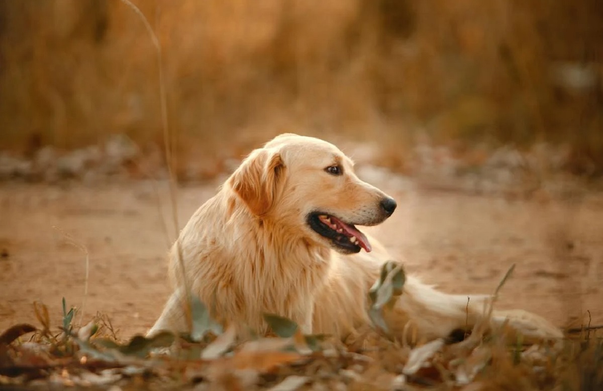 8 Types Of Golden Retrievers — Can You Stand The Cuteness?