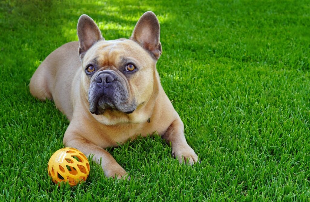 no bark dog
