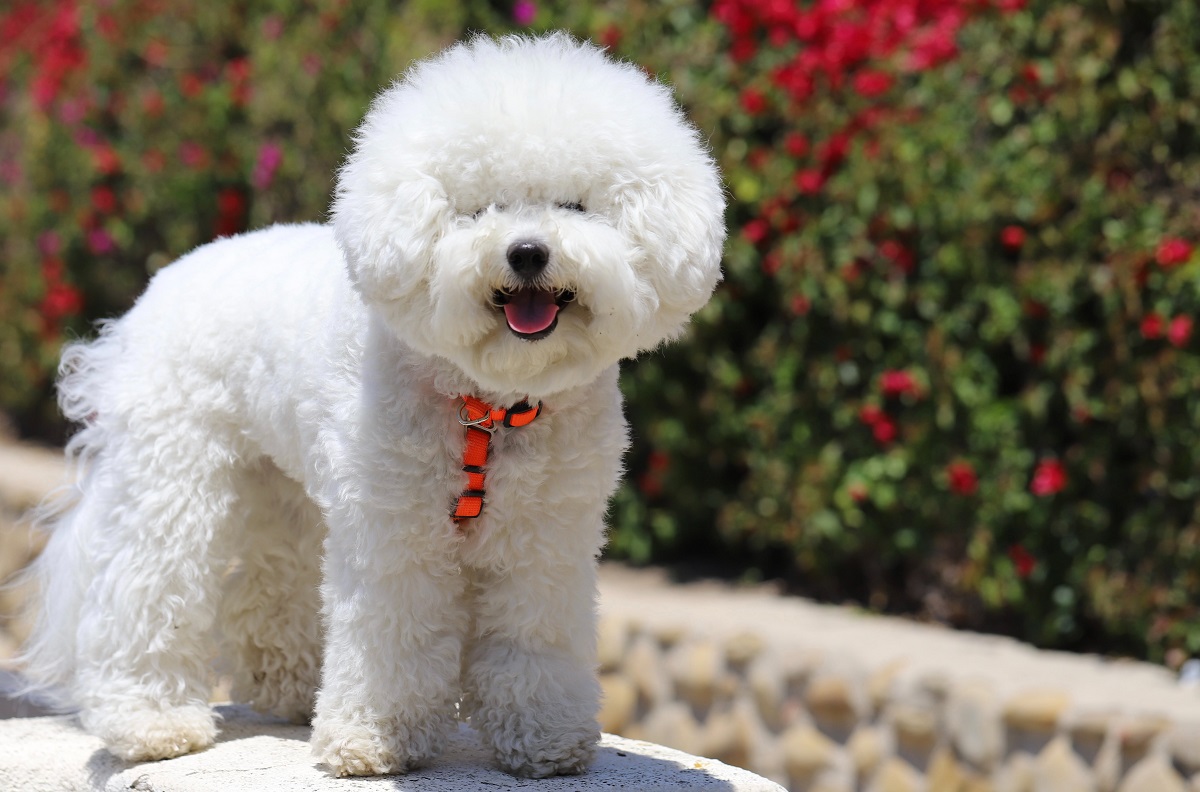 23 Most Beautiful Dog Breeds In The World (With Pictures)