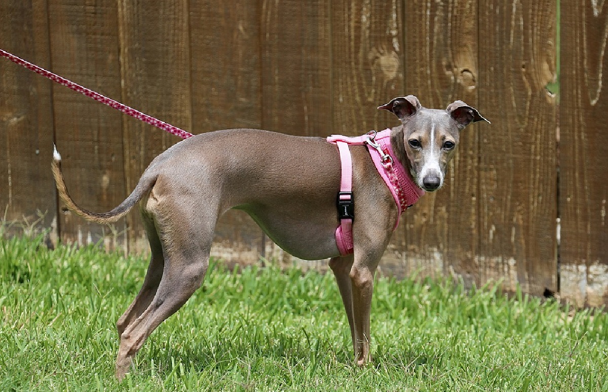 19 Best Quiet Dog Breeds That Won't Disturb The Neighbors