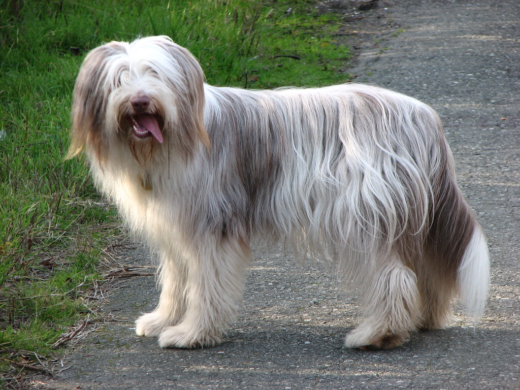 Shaggy hair outlet dog