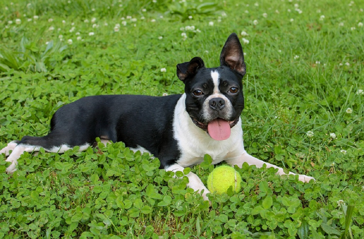 23 Best Types Of Bully Dog Breeds