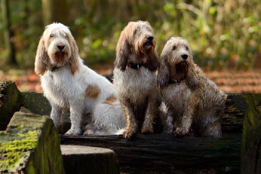 small french dogs