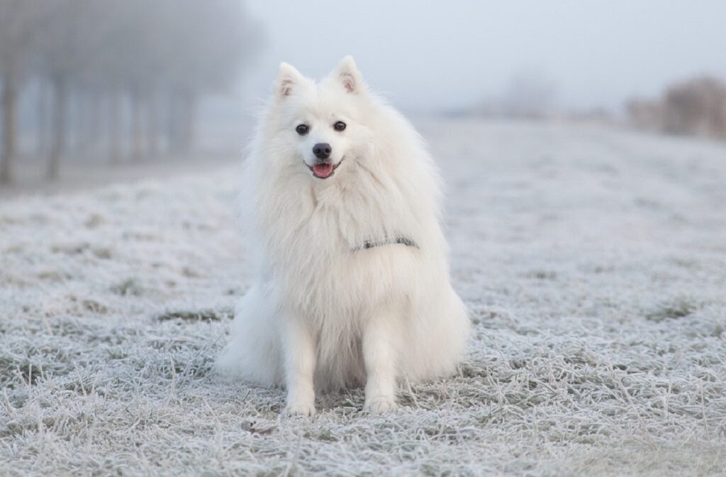 Snow Dog Breeds: 15 Best Pups For Winter Wonderlands