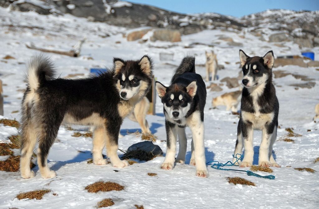 spitz breed