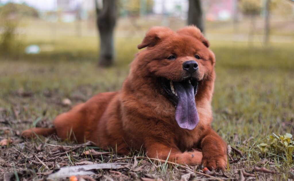 spitz family dogs