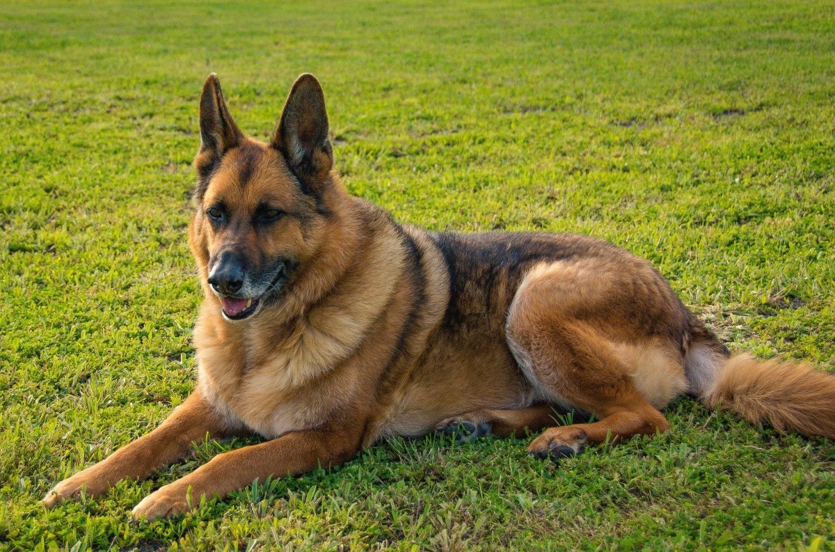 15 Best Guard Dogs That Also Make Wonderful Family Pets Guard dogs, Best guard d