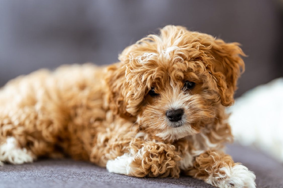 13 MustSee Teddy Bear Dog Breeds That