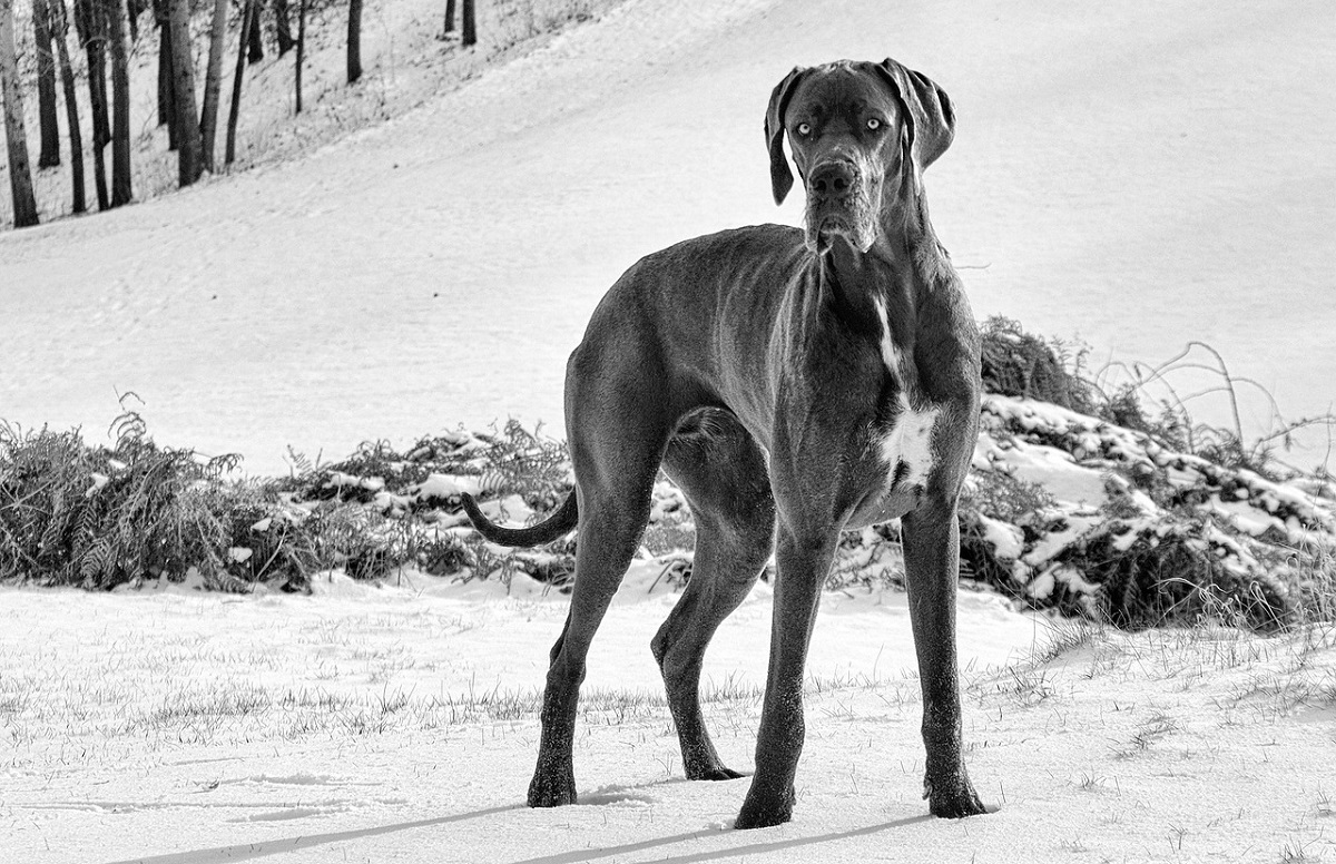 16 Toughest & Strongest Dog Breeds With Incredible Power