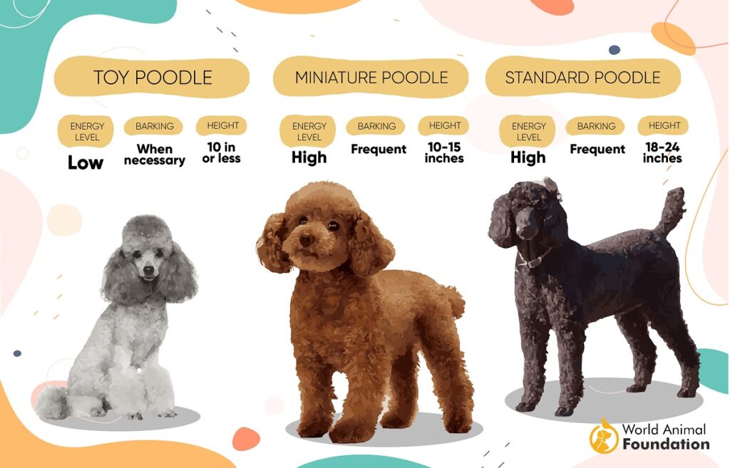 Difference between a toy store poodle and a miniature poodle