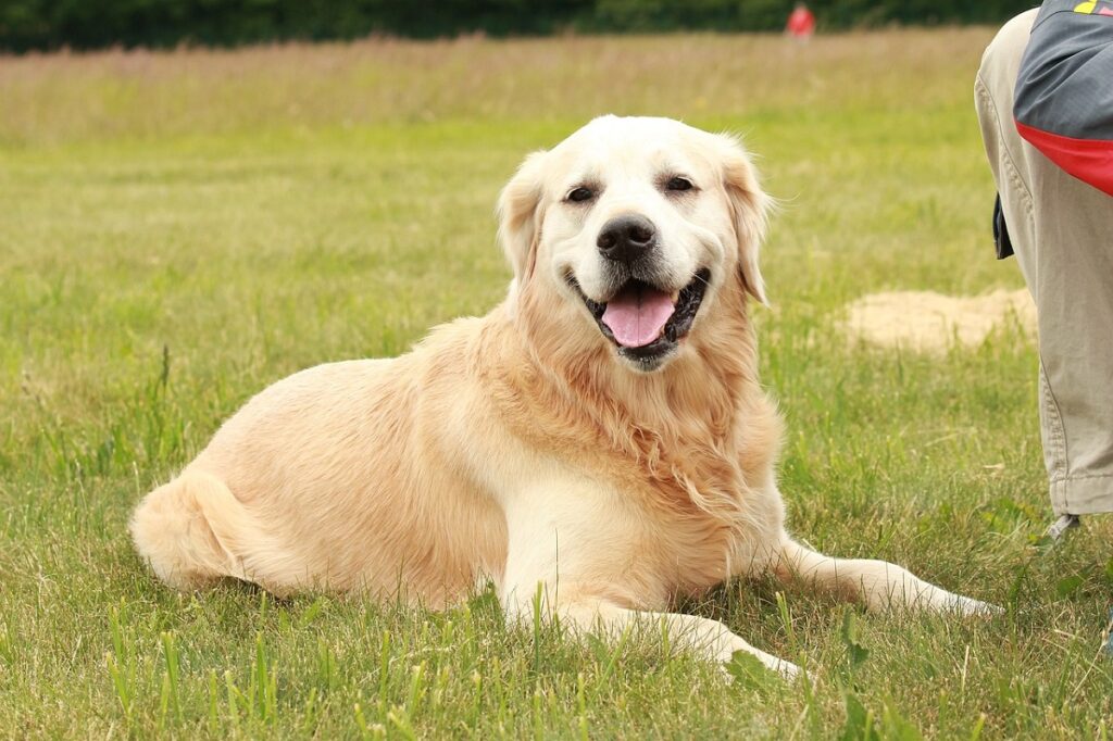 Different types best sale of retrievers