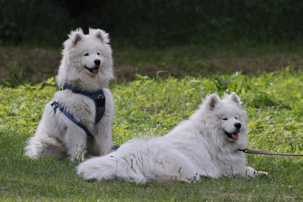 white spitz