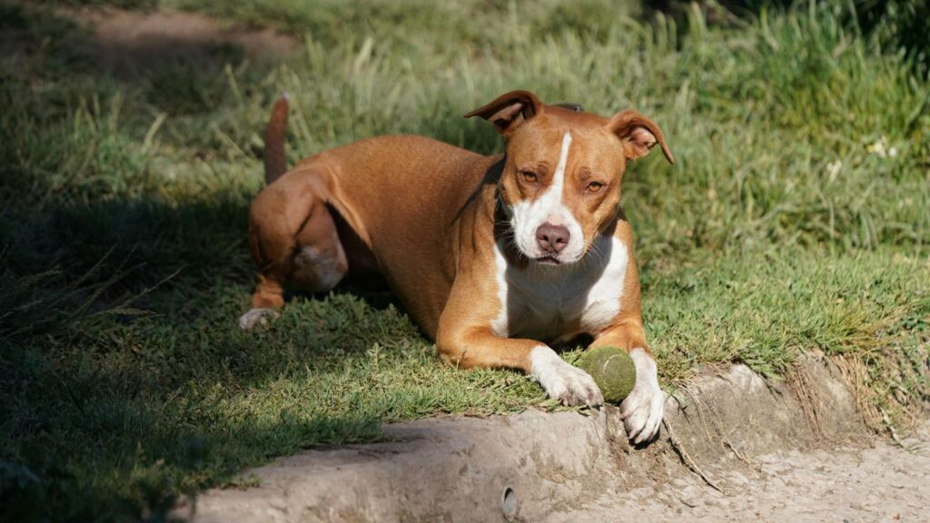 Age and Breed of the Oldest Recorded Pit Bulls