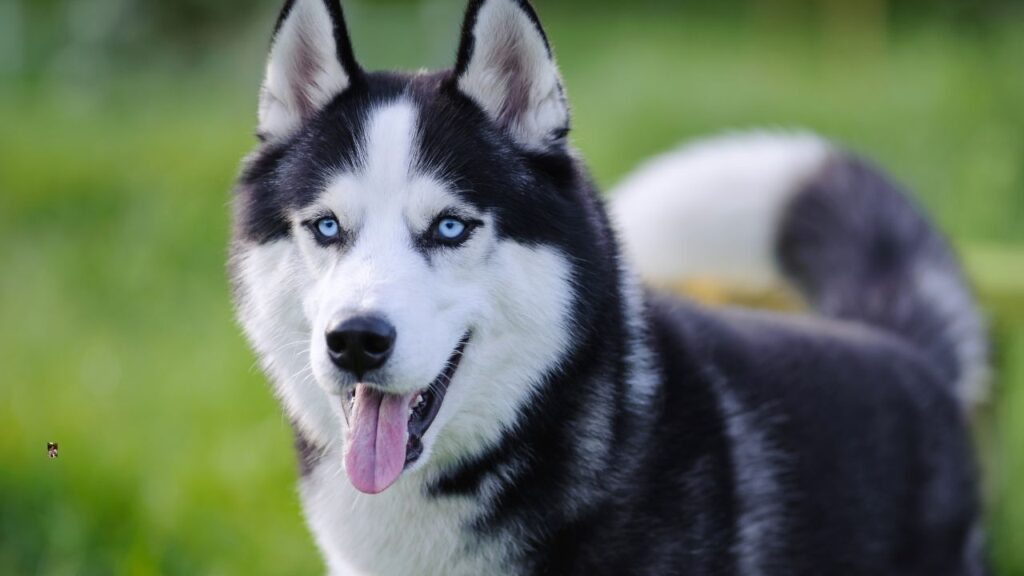 Alaskan Husky