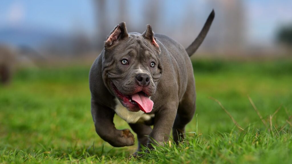 American Bully