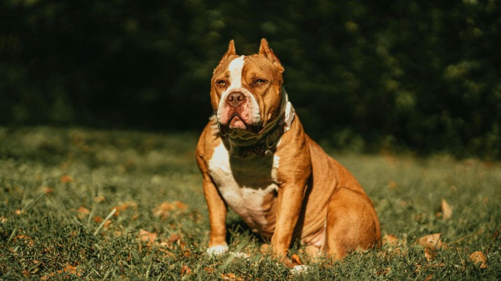 American Bully