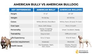 American Bully Vs American Bulldog: What's The Difference?