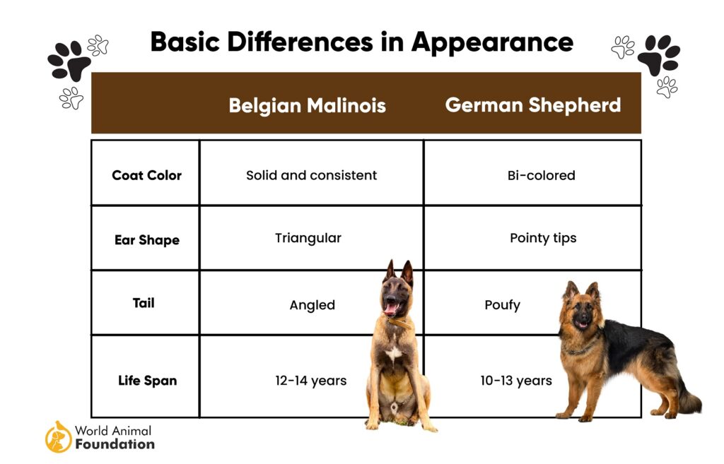 Difference between german 2024 shepherd and malinois