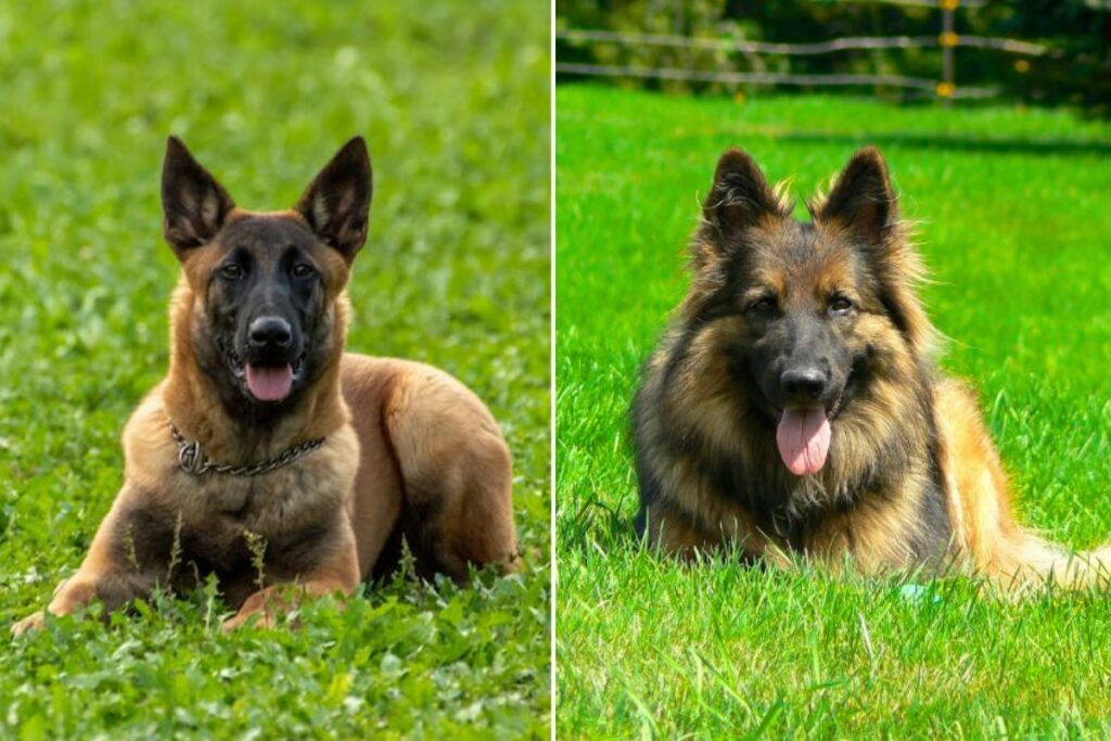 Belgian Malinois Vs German Shepherd