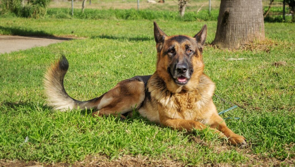 11 Best Outdoor Dog Breeds