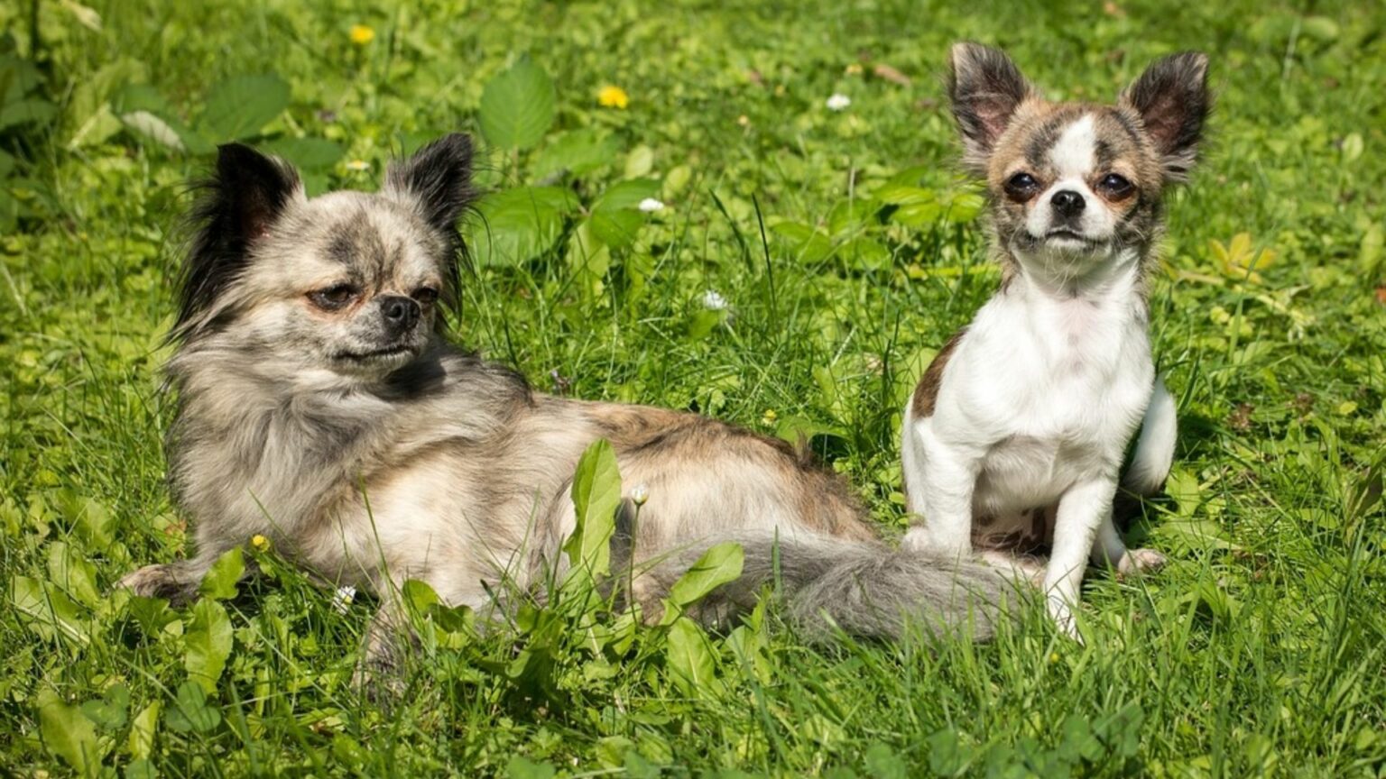 Top 9 Cheapest Dog Breeds