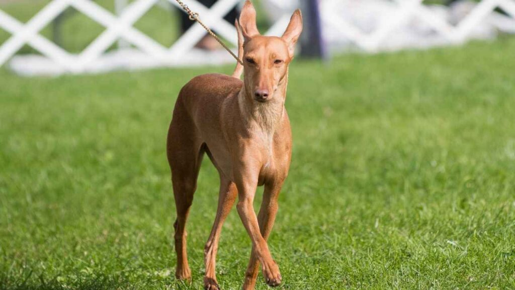different-types-of-hound-dogs