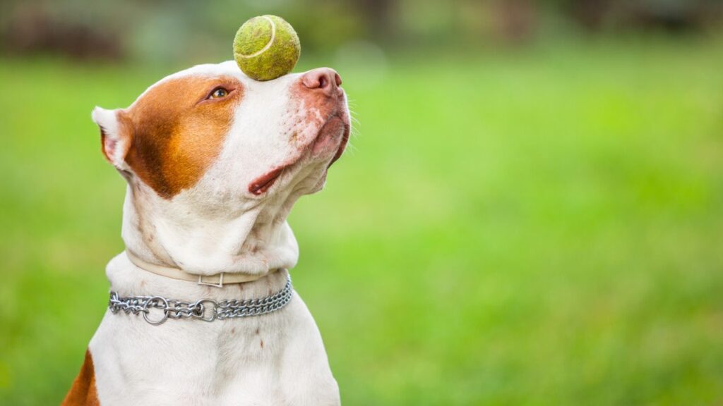 Common Causes of Death in Pitbulls