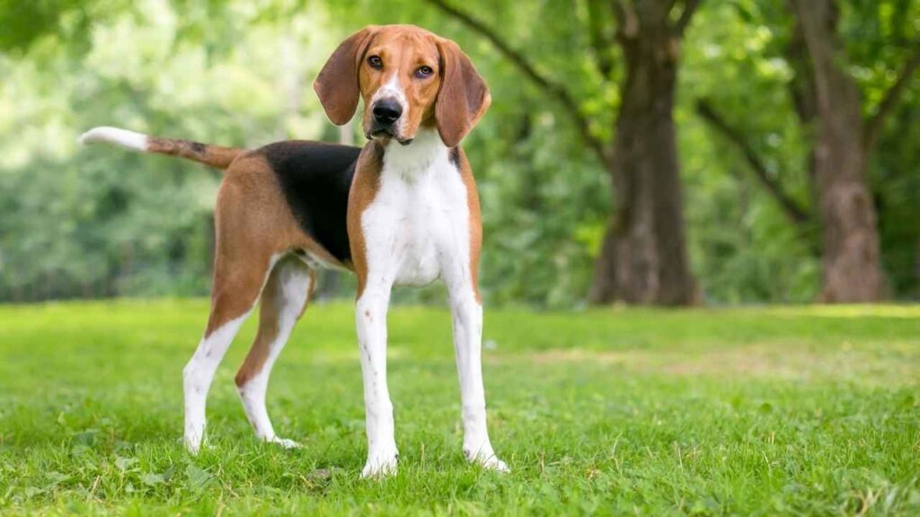 dogs in the hound group