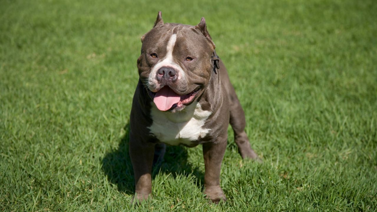 Pit Bull