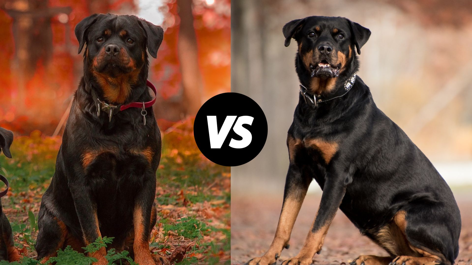 German Rottweiler Vs American Rottweiler Ethawi