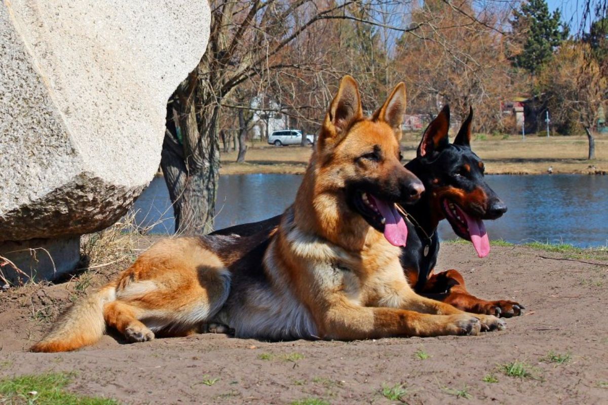 Doberman Vs German Shepherd Which Is Better For You?