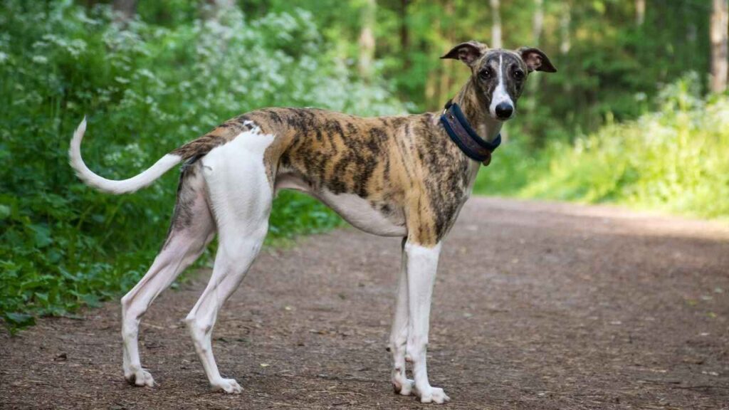 large breed hound dogs