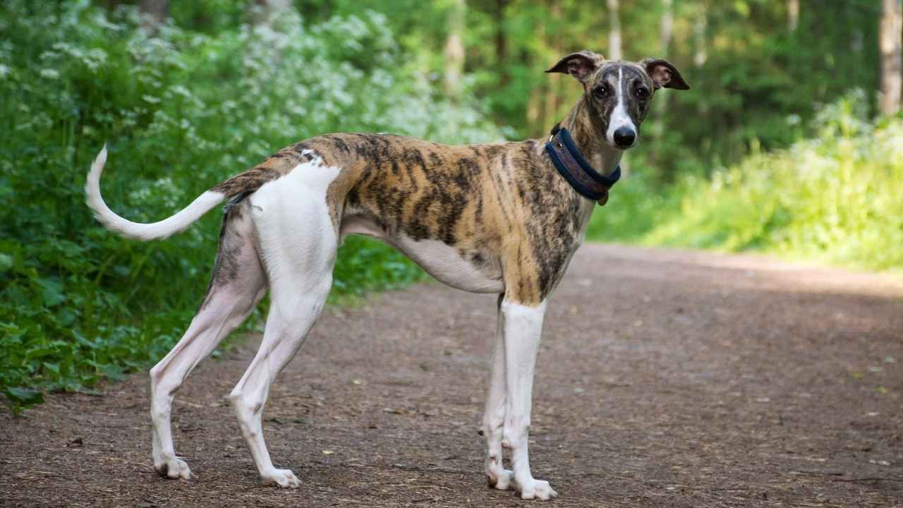 gery hound