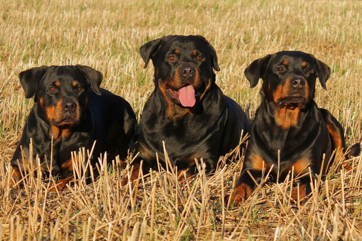 German Rottweiler Vs American Rottweiler