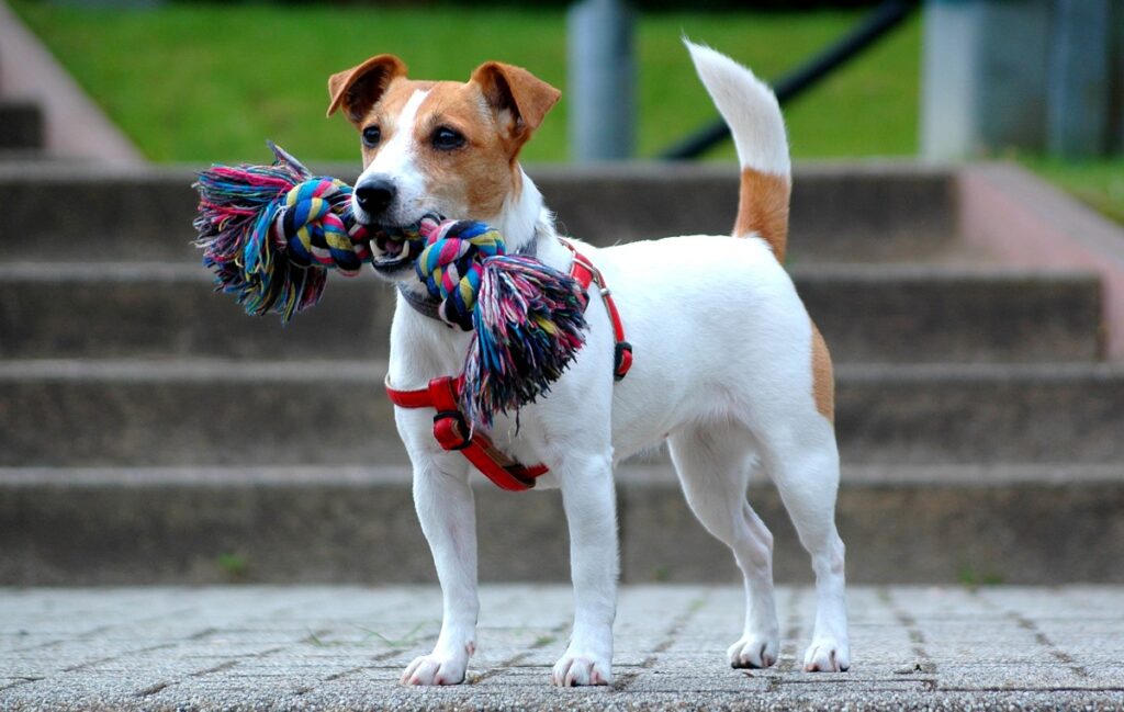 top dog breeds uk
