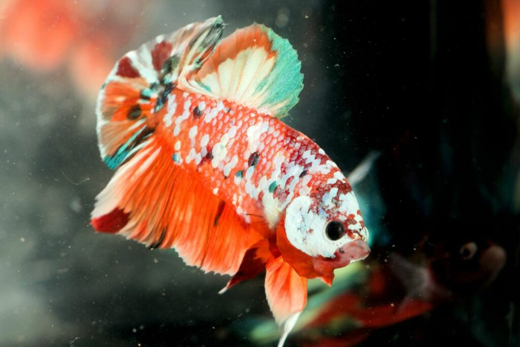 betta fish breeds