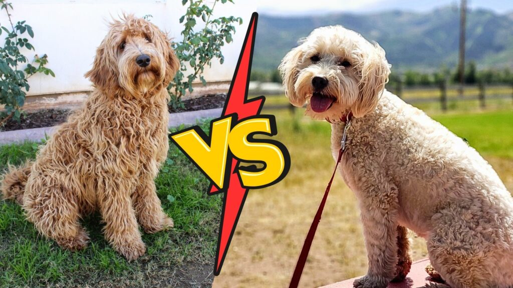 Labradoodle Vs Goldendoodle Unraveling The Doodle Debate